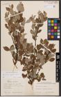 Foto von Salix aurita L. x Salix caprea L. x Salix repens L.